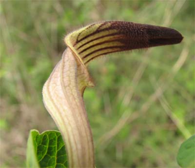 carnivora o no? no, Aristolochia sp.